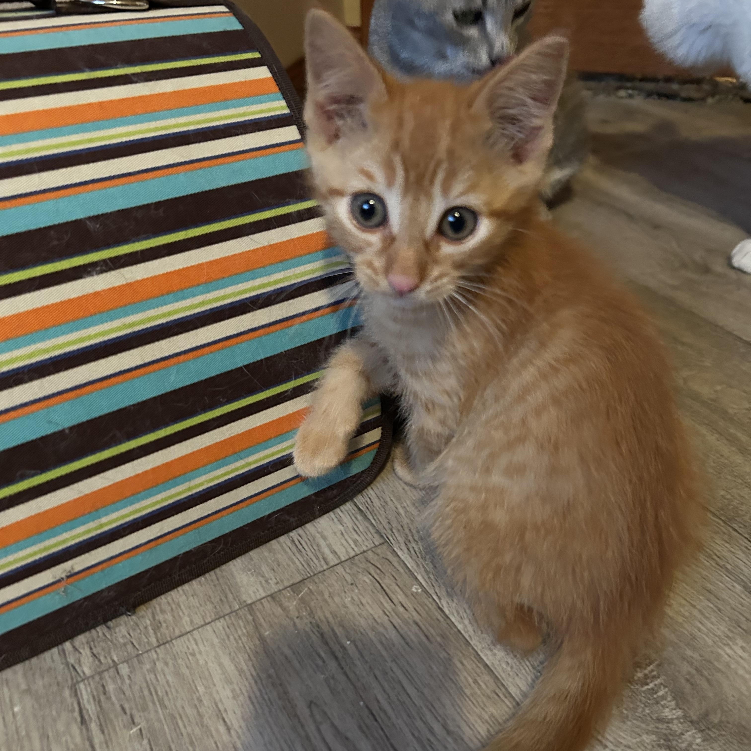 Indiana Jones, Adopted, Kitten Male Domestic Short Hair.