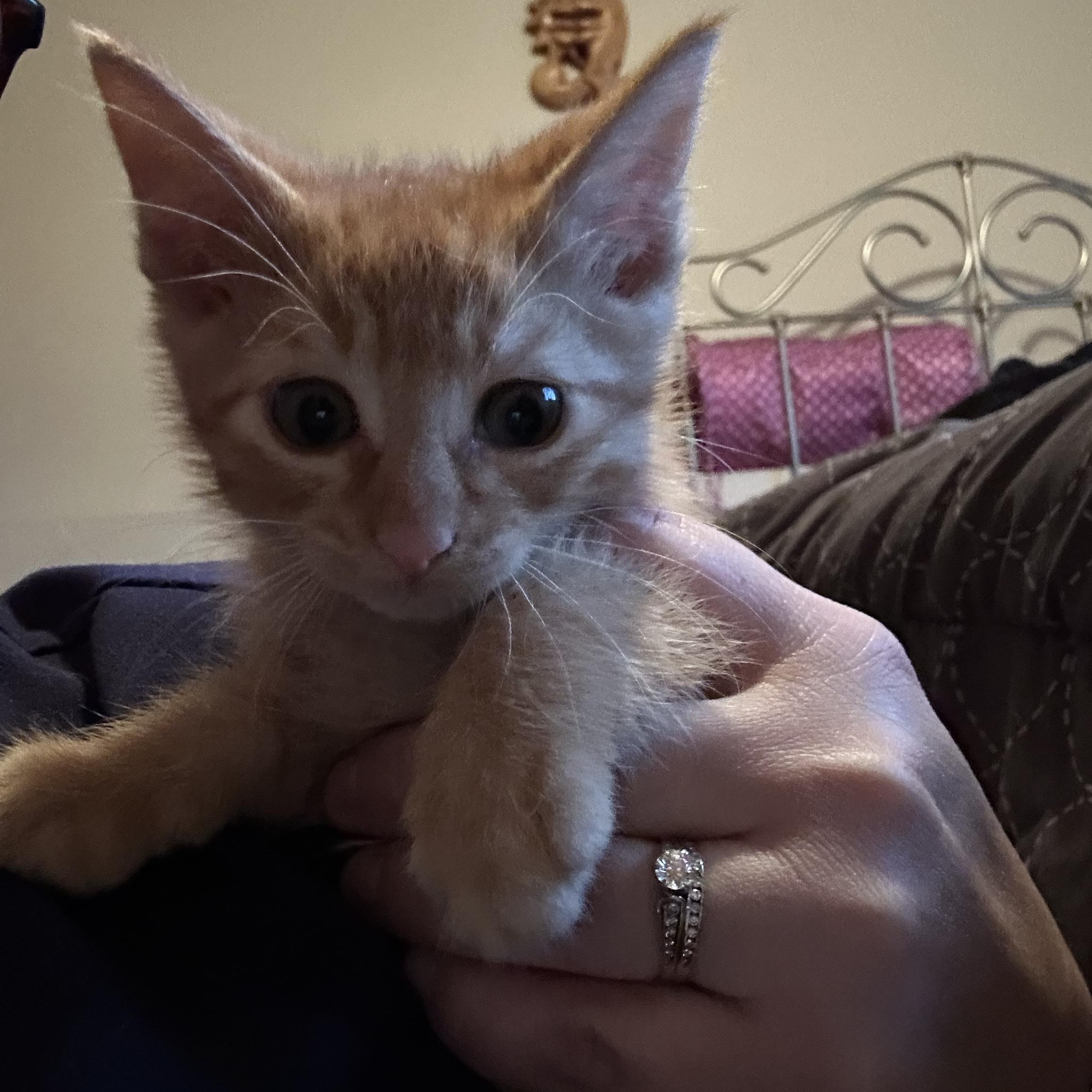 Enlarge Indiana Jones, a Adopted Domestic Short Hair in Rice, MN image 2/3