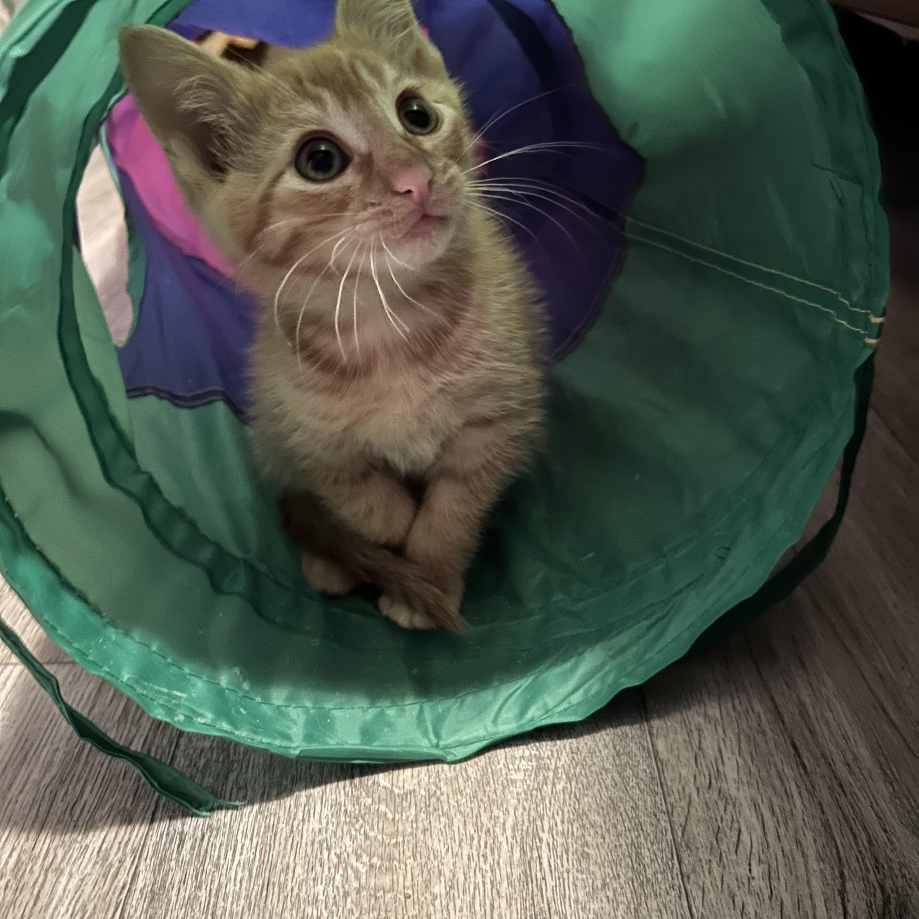 Enlarge Indiana Jones, a Adopted Domestic Short Hair in Rice, MN image 3/3