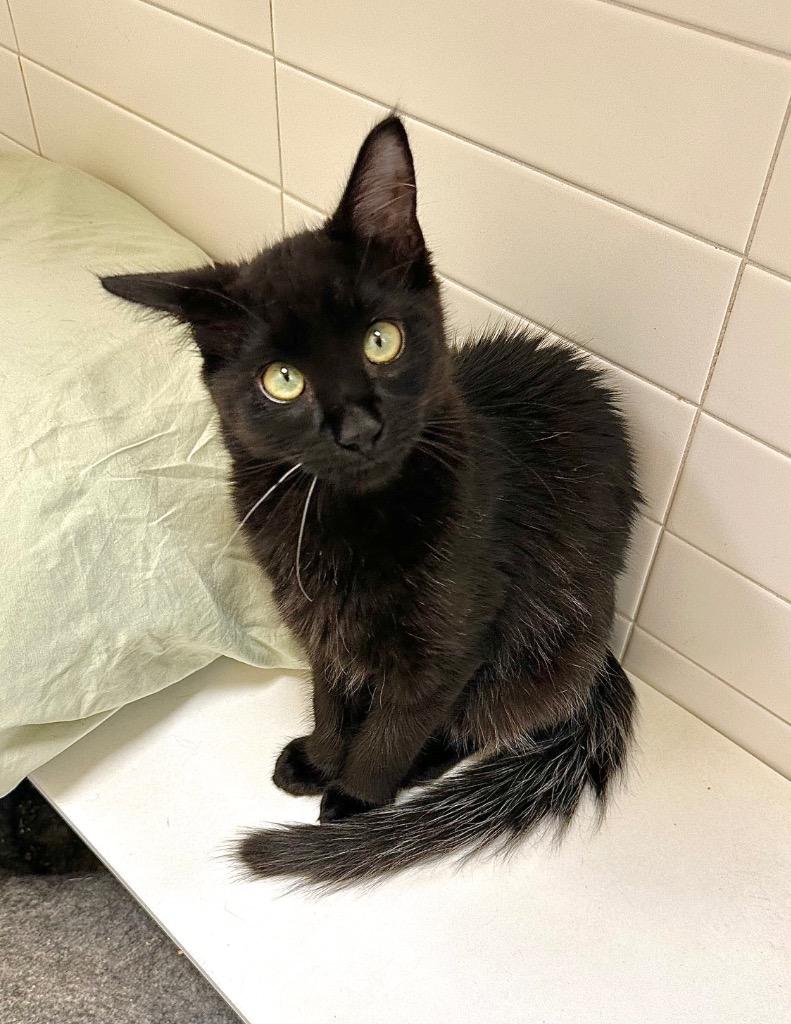 Moo, Adoptable, Kitten Male Domestic Long Hair.