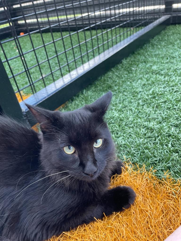 Enlarge Moo, a Adoptable mixed breed in New Orleans, LA image 2/5