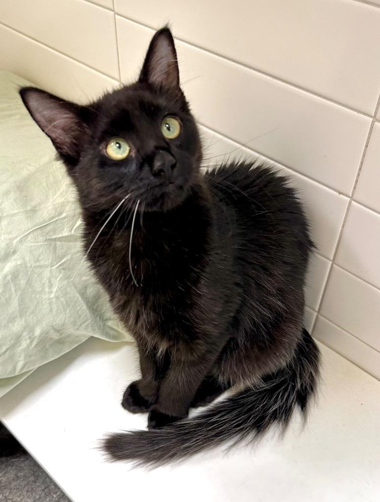 Enlarge Moo, a Adoptable mixed breed in New Orleans, LA image 3/5