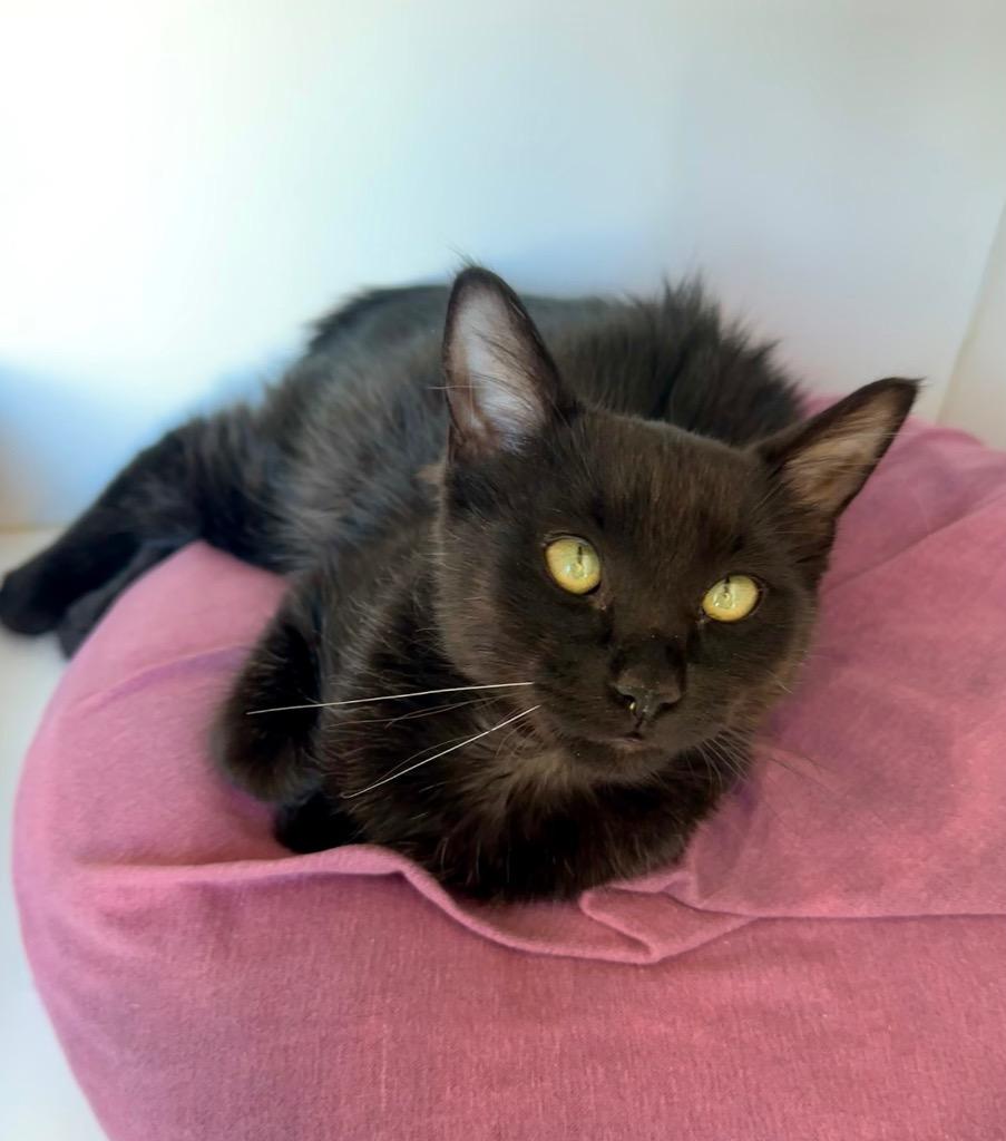 Enlarge Moo, a Adoptable mixed breed in New Orleans, LA image 4/5