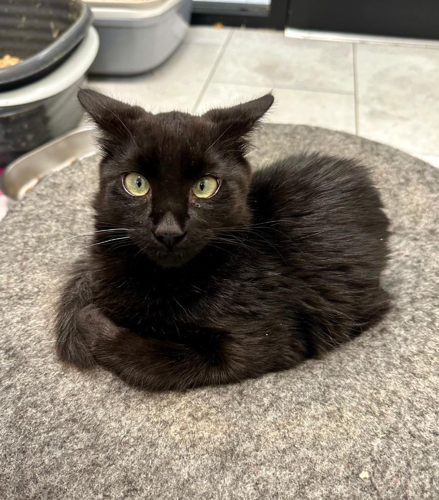 Enlarge Moo, a Adoptable mixed breed in New Orleans, LA image 5/5