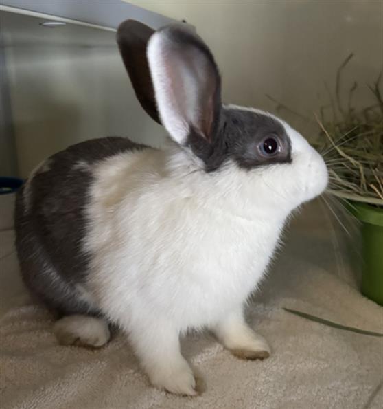 Enlarge ANDY, a Adoptable Bunny Rabbit in Camarillo, CA image 1/1