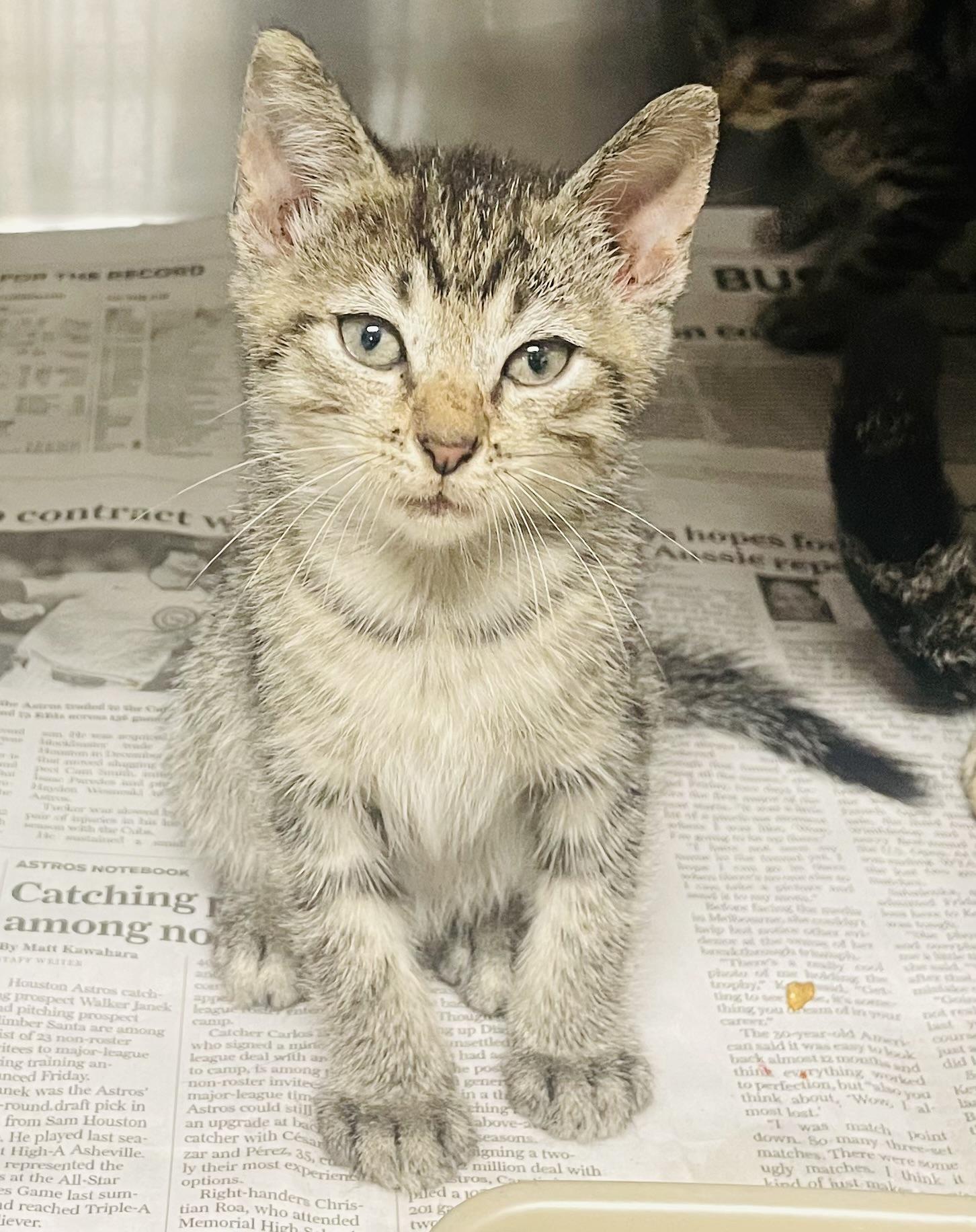 Fenneko, adopted, Kitten Female Tabby & Domestic Short Hair.