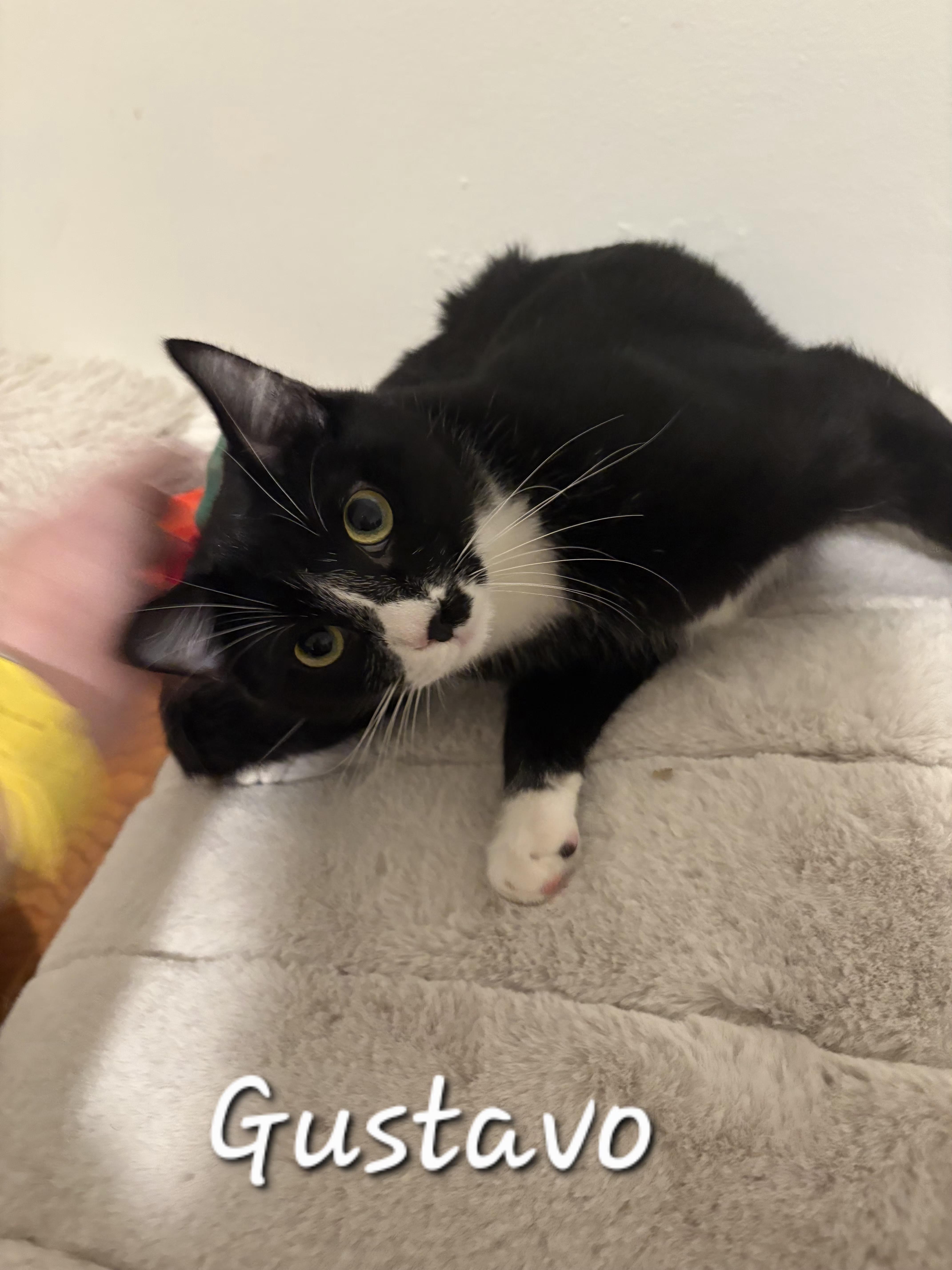 Gustavo, Baby Male Tuxedo