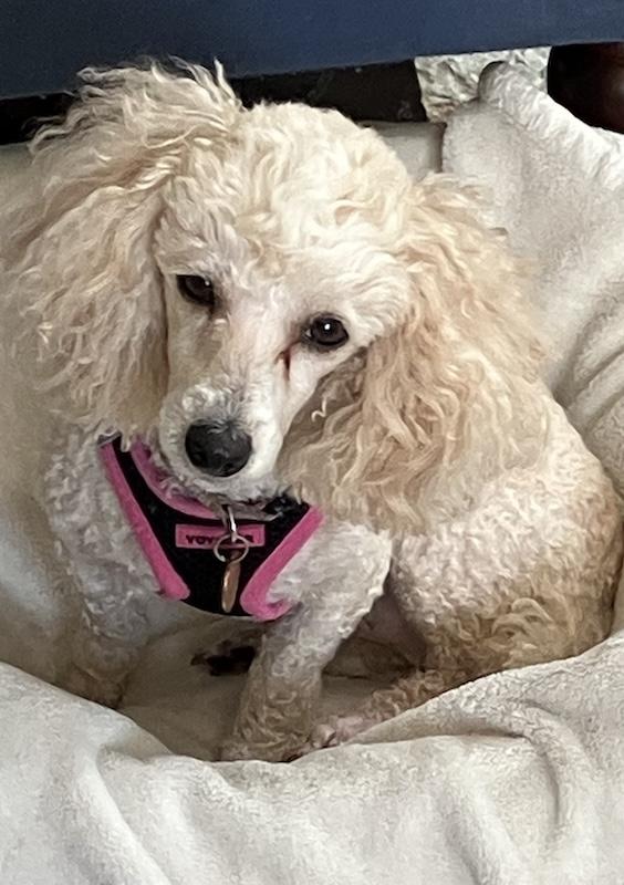 Enlarge Phoebe, a ADOPTABLE Poodle (Toy) in San Luis Obispo, CA image 5/5
