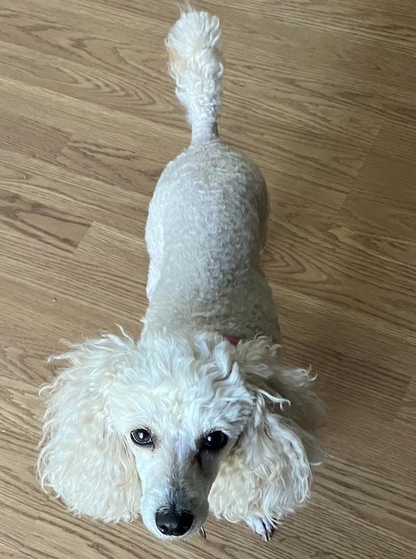 Enlarge Phoebe, a ADOPTABLE Poodle (Toy) in San Luis Obispo, CA image 4/5