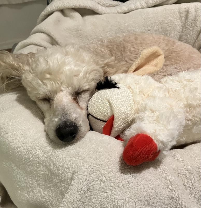 Enlarge Phoebe, a ADOPTABLE Poodle (Toy) in San Luis Obispo, CA image 2/5