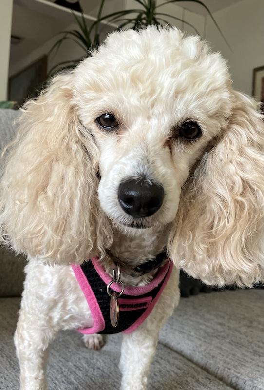 Enlarge Phoebe, a ADOPTABLE Poodle (Toy) in San Luis Obispo, CA image 3/5