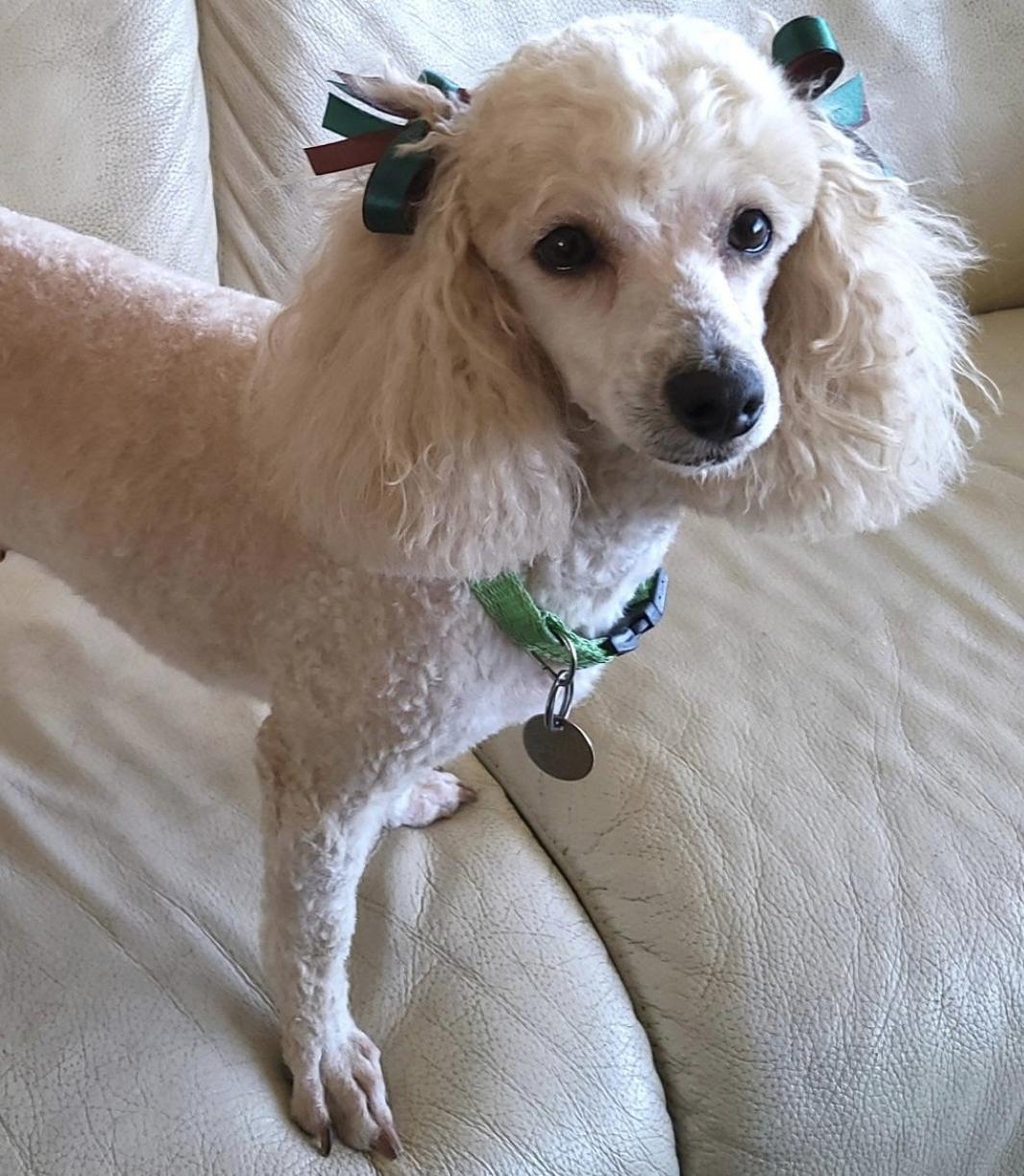 Enlarge Phoebe, a ADOPTABLE Poodle (Toy) in San Luis Obispo, CA image 1/5