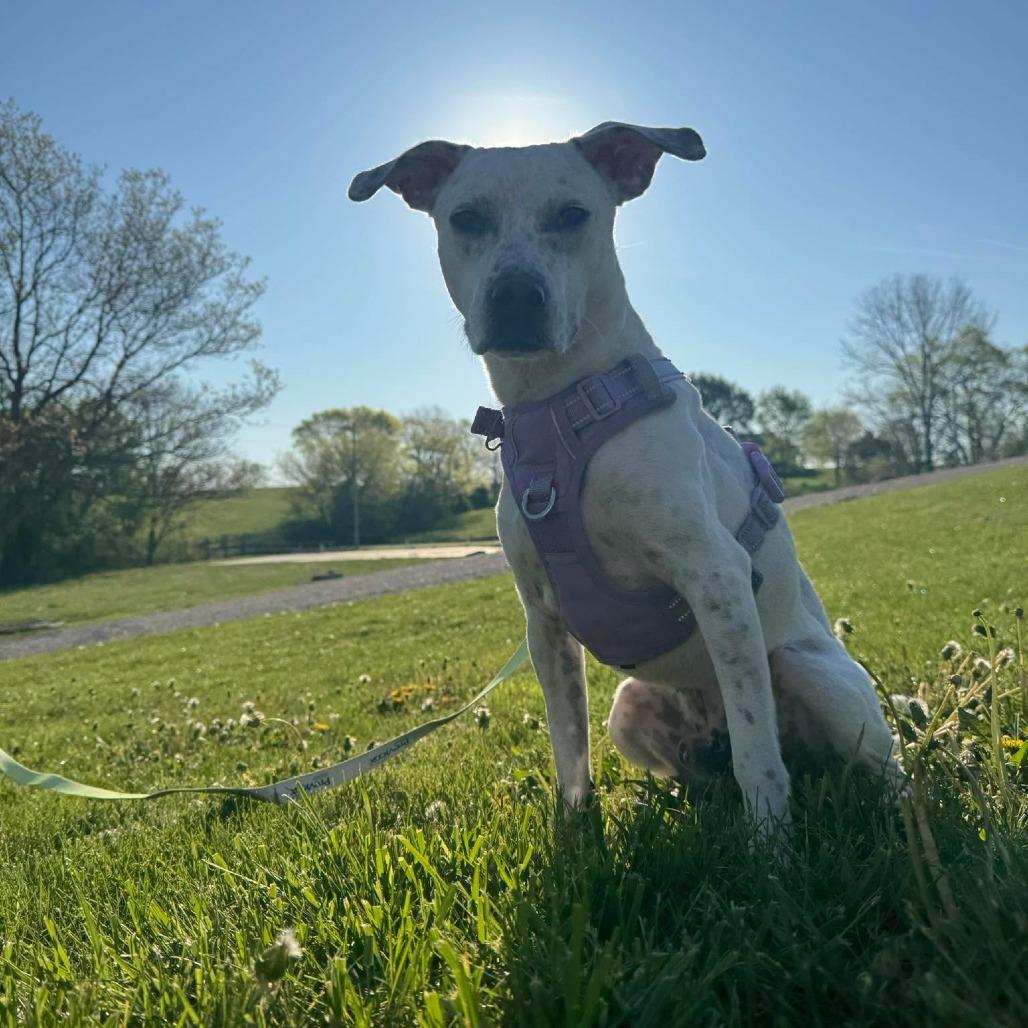 Enlarge Asteroids, a Adoptable Mixed Breed in Jackson, MO image 6/6