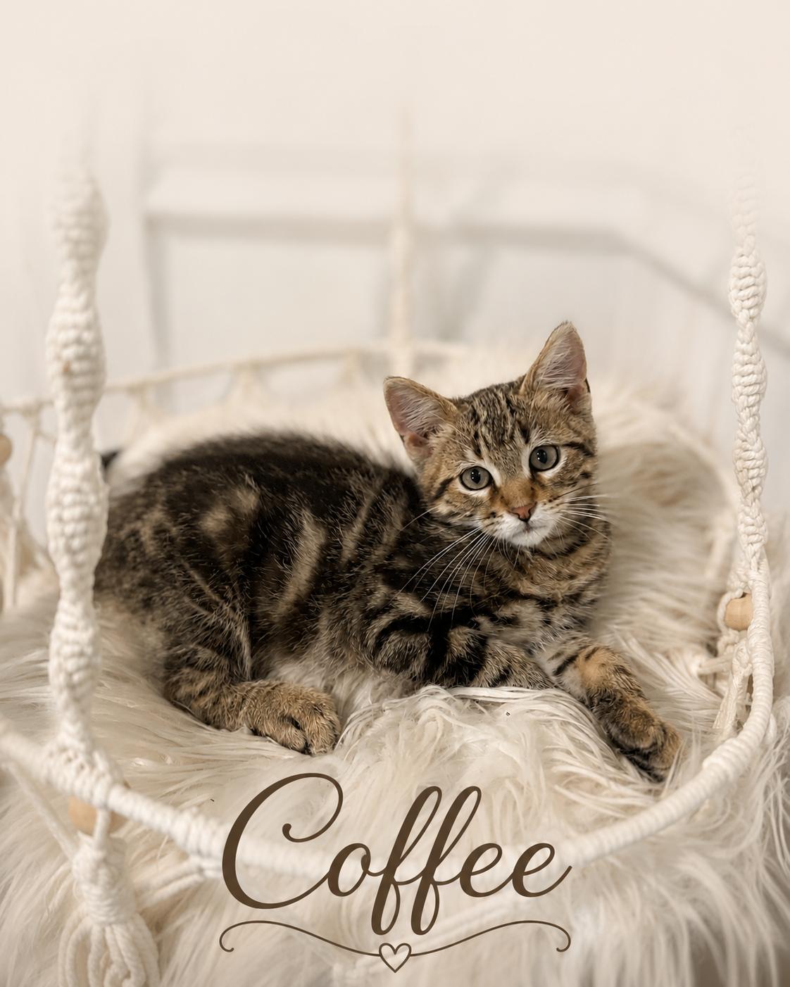 Coffee, ADOPTABLE, Young Male Domestic Short Hair.