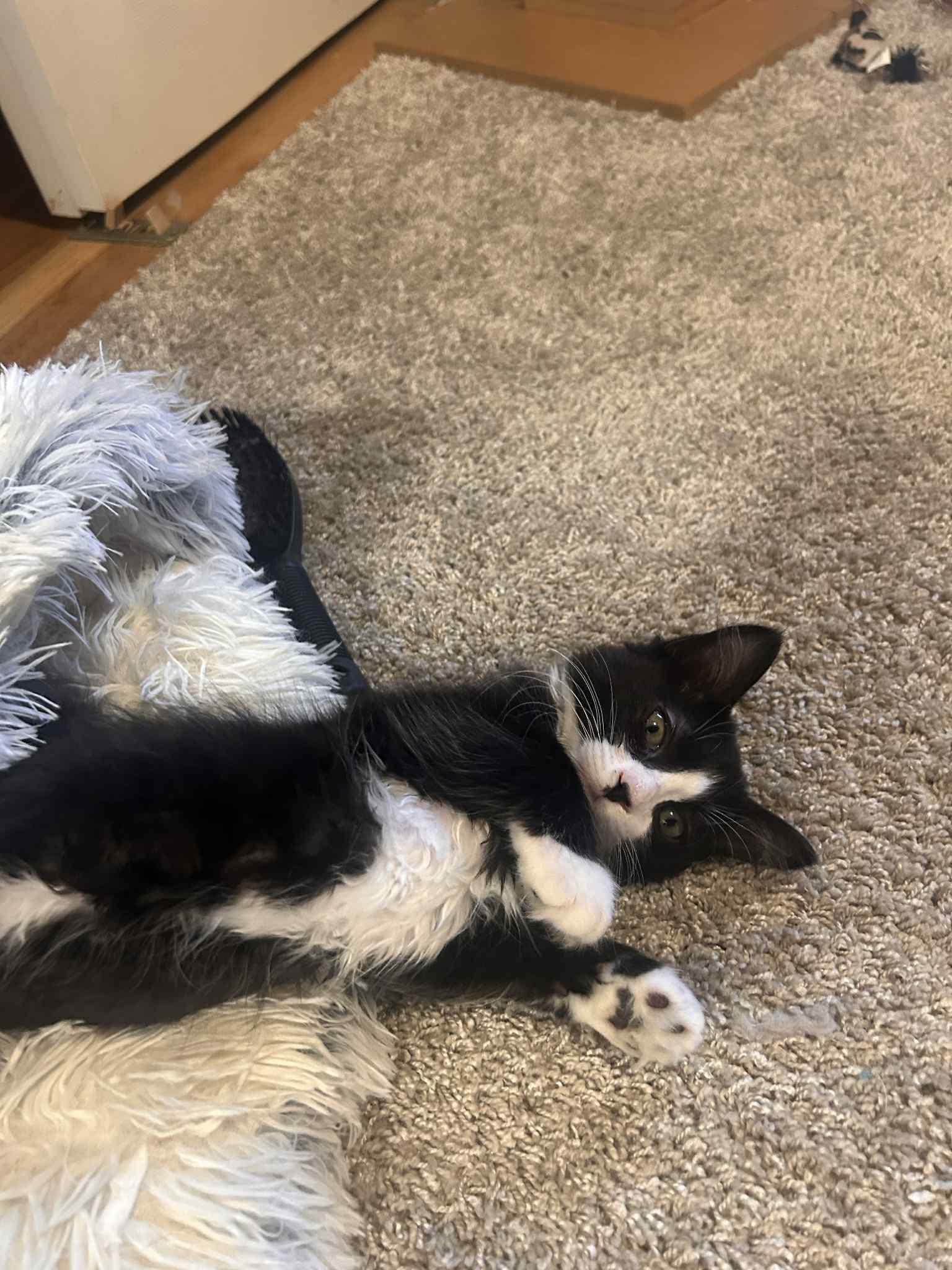 Hilton, Adopted, Young Male Domestic Short Hair.