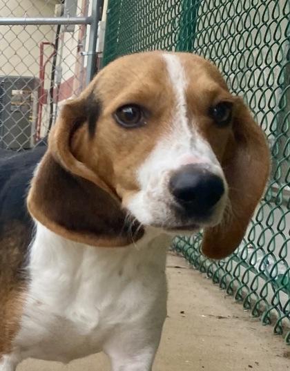 Arney, adopted, Young Male Beagle.