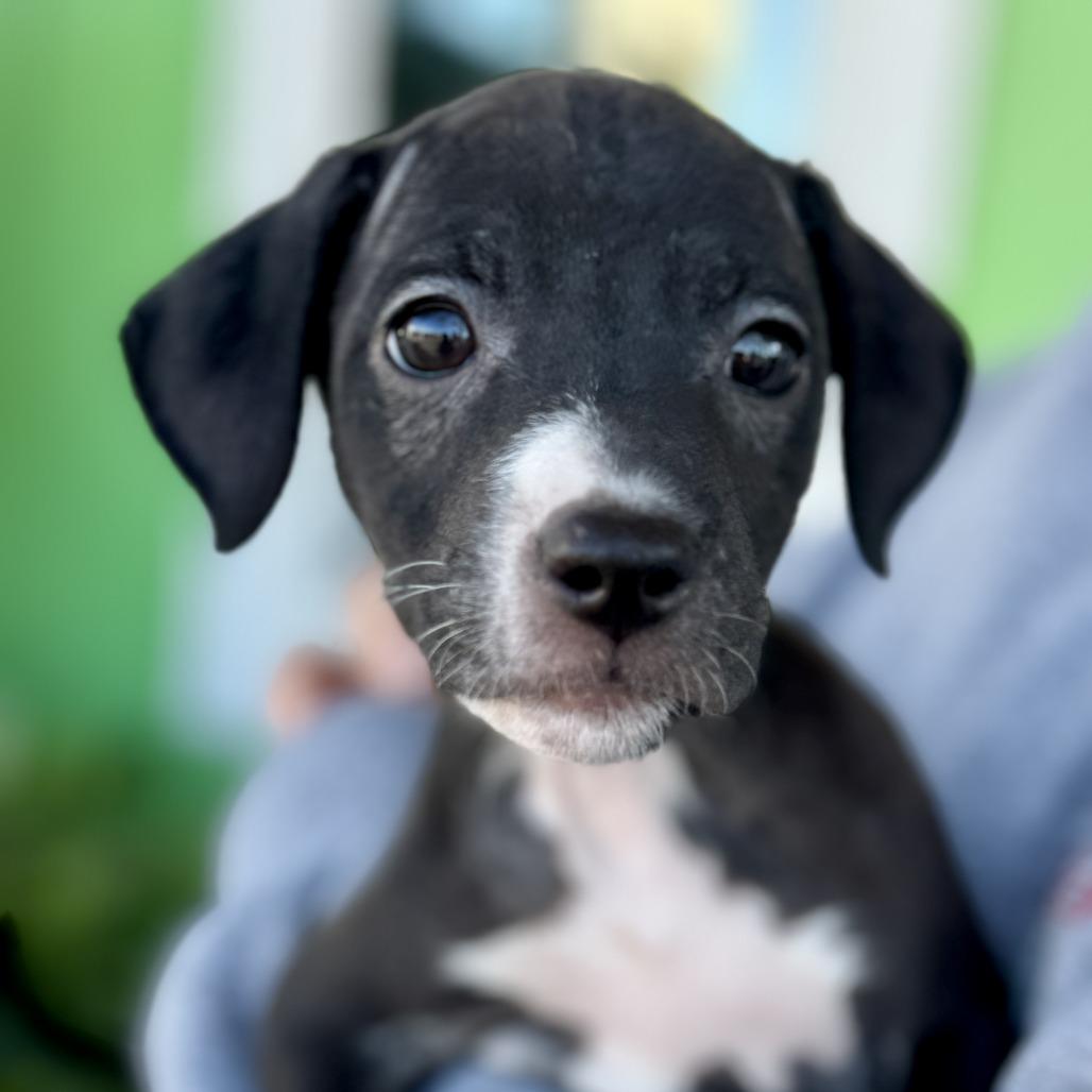 Devin, Adoptable, Puppy Female Mixed Breed.