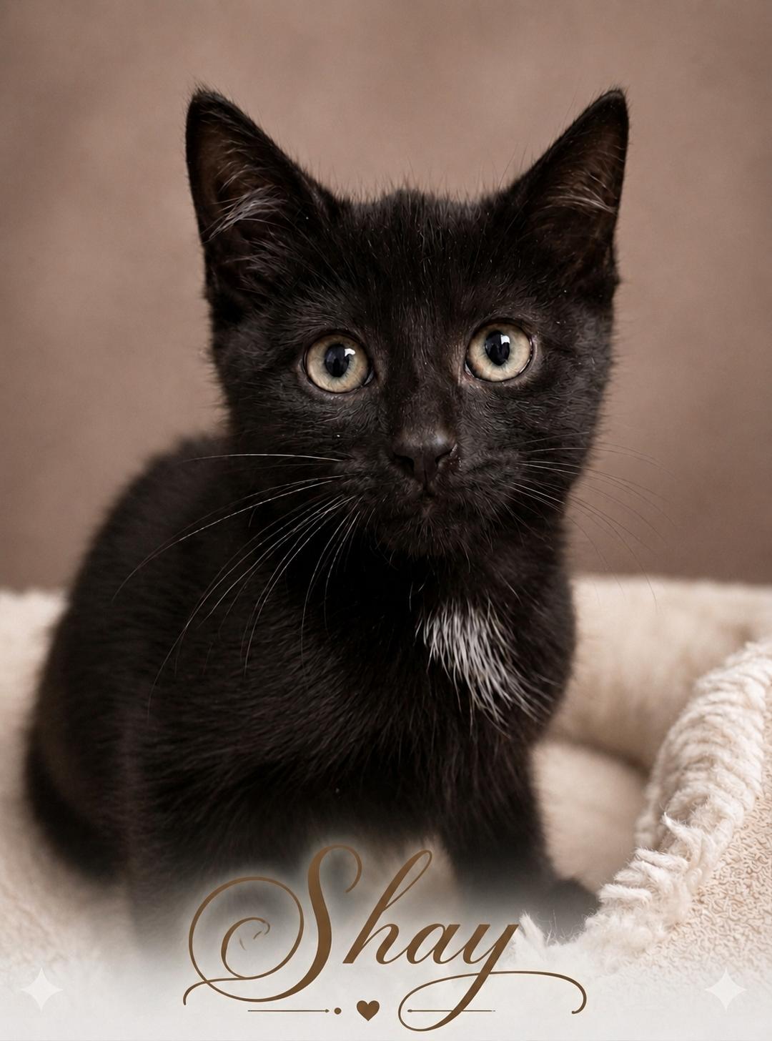 Enlarge Shay, an adopted Domestic Short Hair in Aurora, NE image 1/1