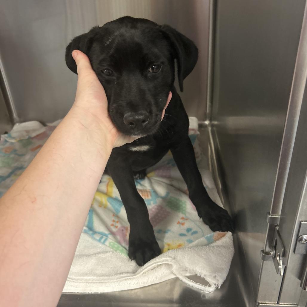 Miles, Adoptable, Puppy Female Mixed Breed & Mixed Breed.