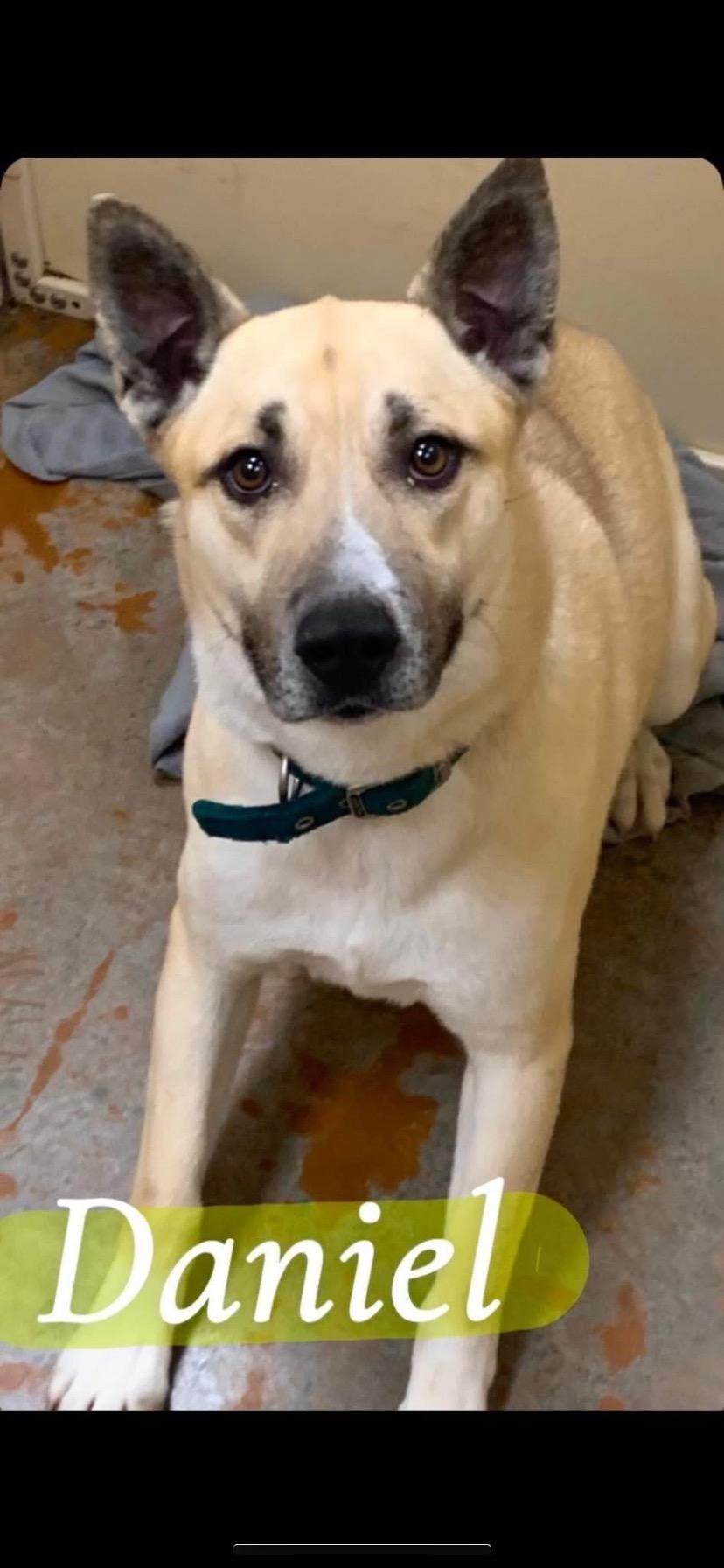 Daniel, a Adoptable mixed breed in Towanda, PA image 1/2