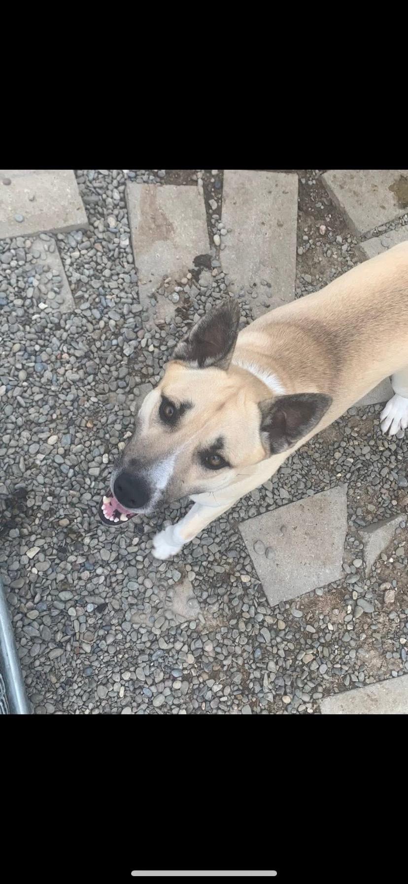 Daniel, a Adoptable mixed breed in Towanda, PA image 2/2