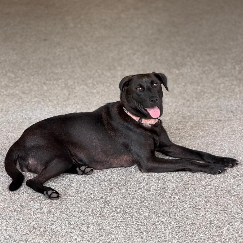 OAKLEY, Adoptable, Adult Female Black Labrador Retriever.
