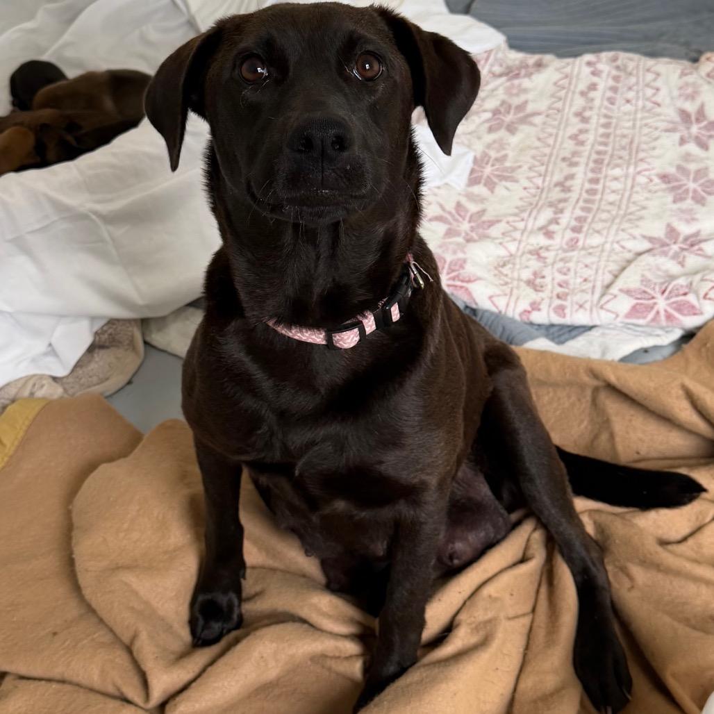 Enlarge OAKLEY, a Adoptable Black Labrador Retriever in Wellington, FL image 2/6