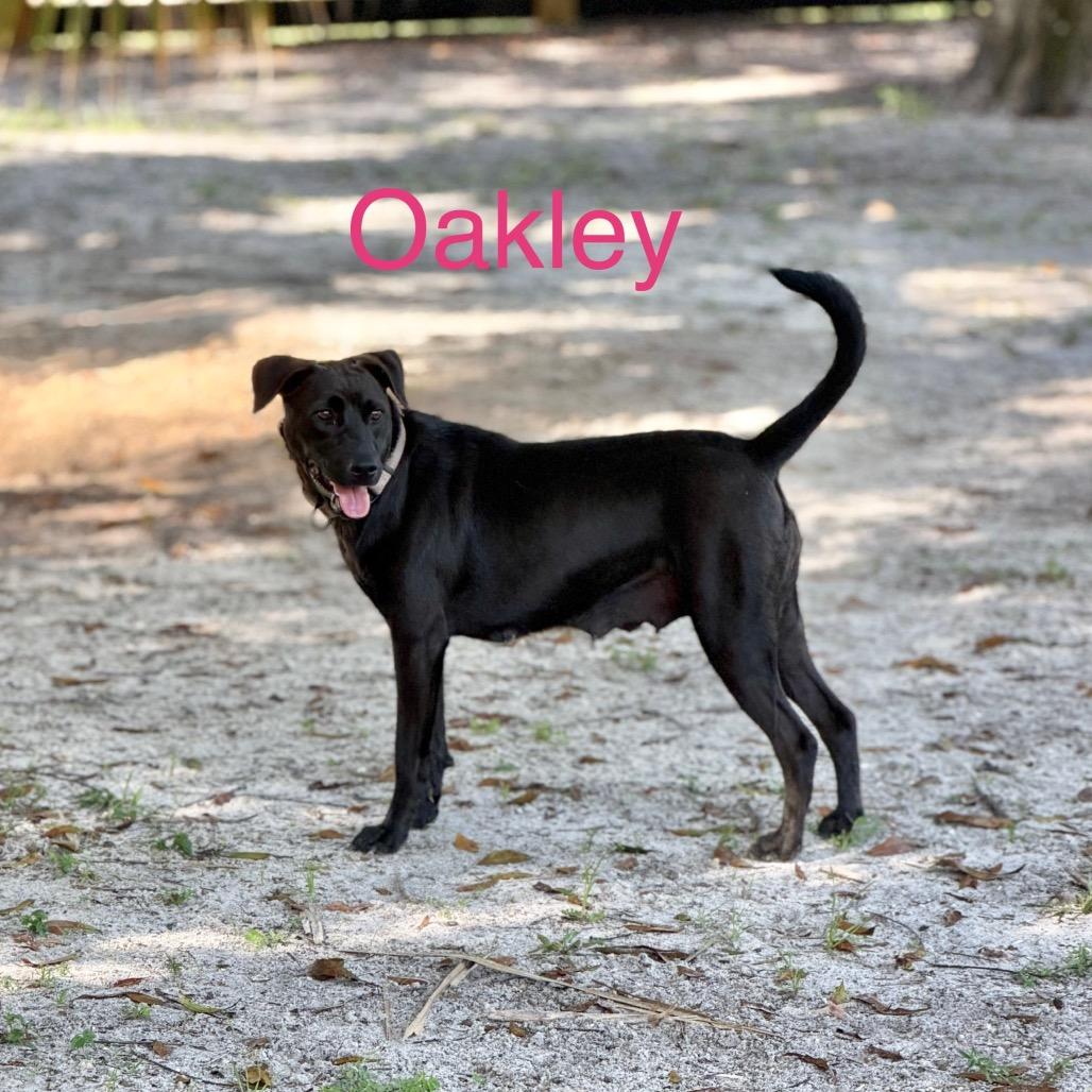 OAKLEY, a Adoptable Black Labrador Retriever in Wellington, FL image 2/6
