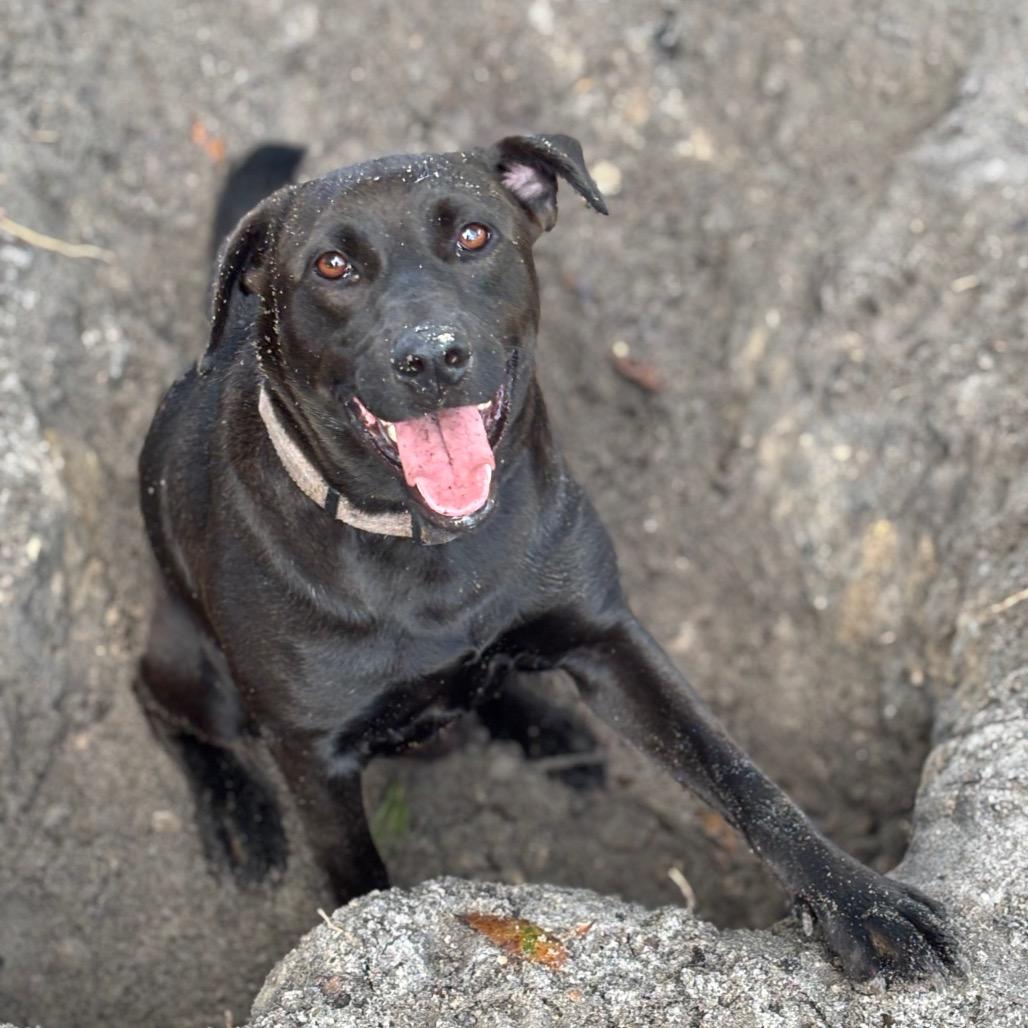 OAKLEY, a Adoptable Black Labrador Retriever in Wellington, FL image 3/6