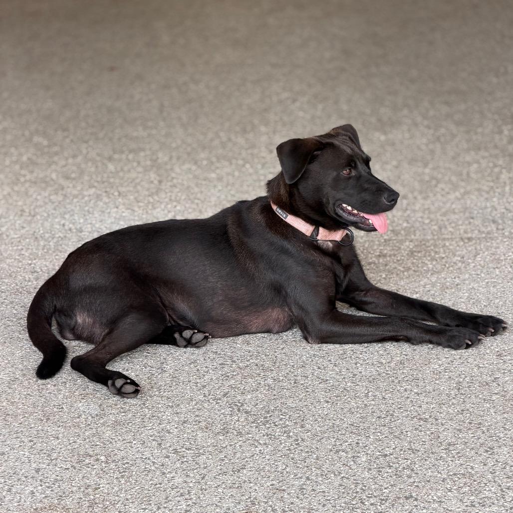 Enlarge OAKLEY, a Adoptable Black Labrador Retriever in Wellington, FL image 3/6