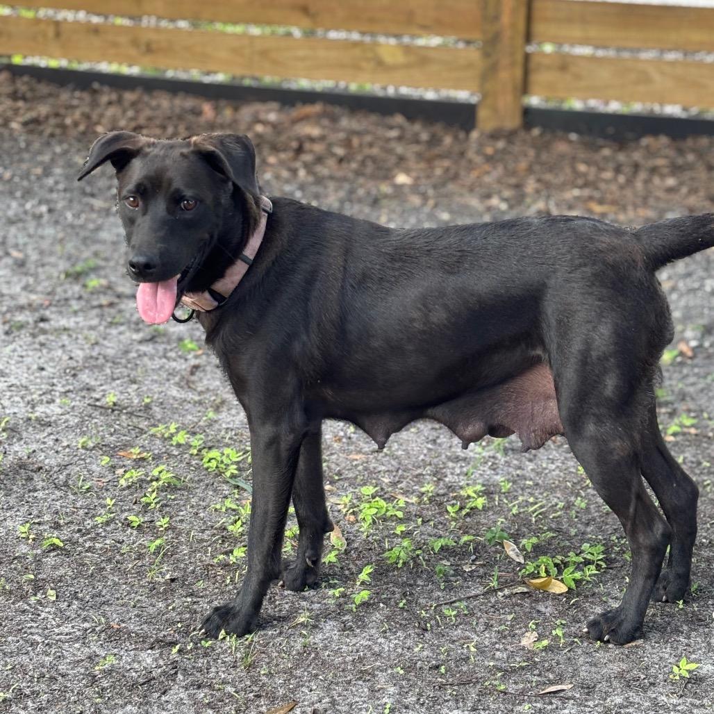 Enlarge OAKLEY, a Adoptable Black Labrador Retriever in Wellington, FL image 4/6