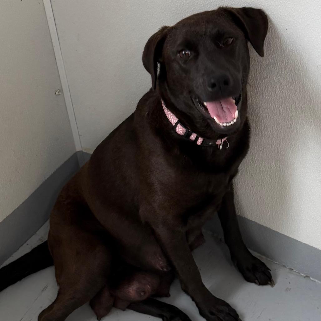 OAKLEY, a Adoptable Black Labrador Retriever in Wellington, FL image 4/6