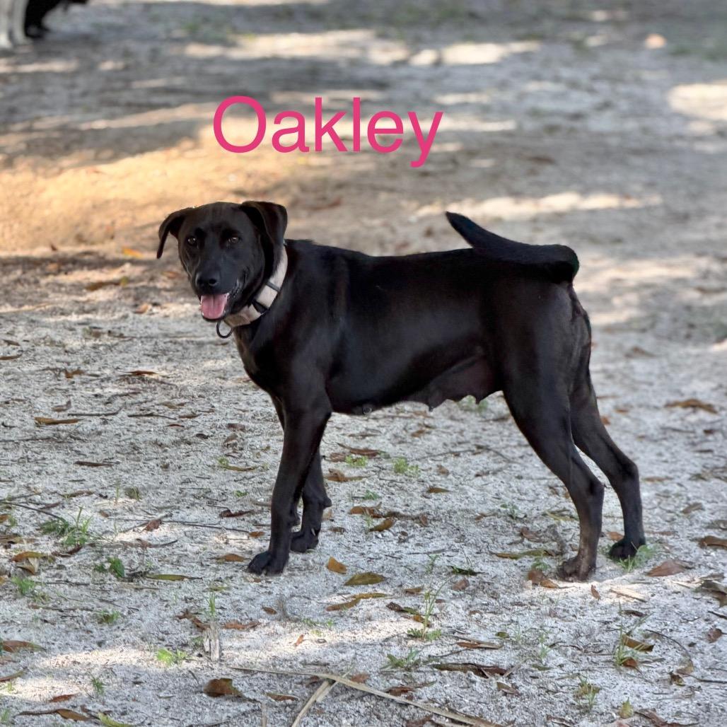 OAKLEY, a Adoptable Black Labrador Retriever in Wellington, FL image 5/6