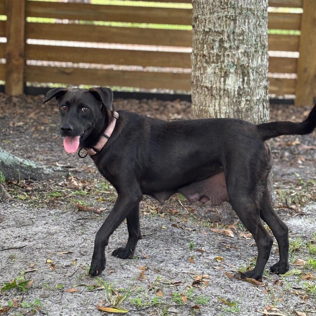 Enlarge OAKLEY, a Adoptable Black Labrador Retriever in Wellington, FL image 6/6