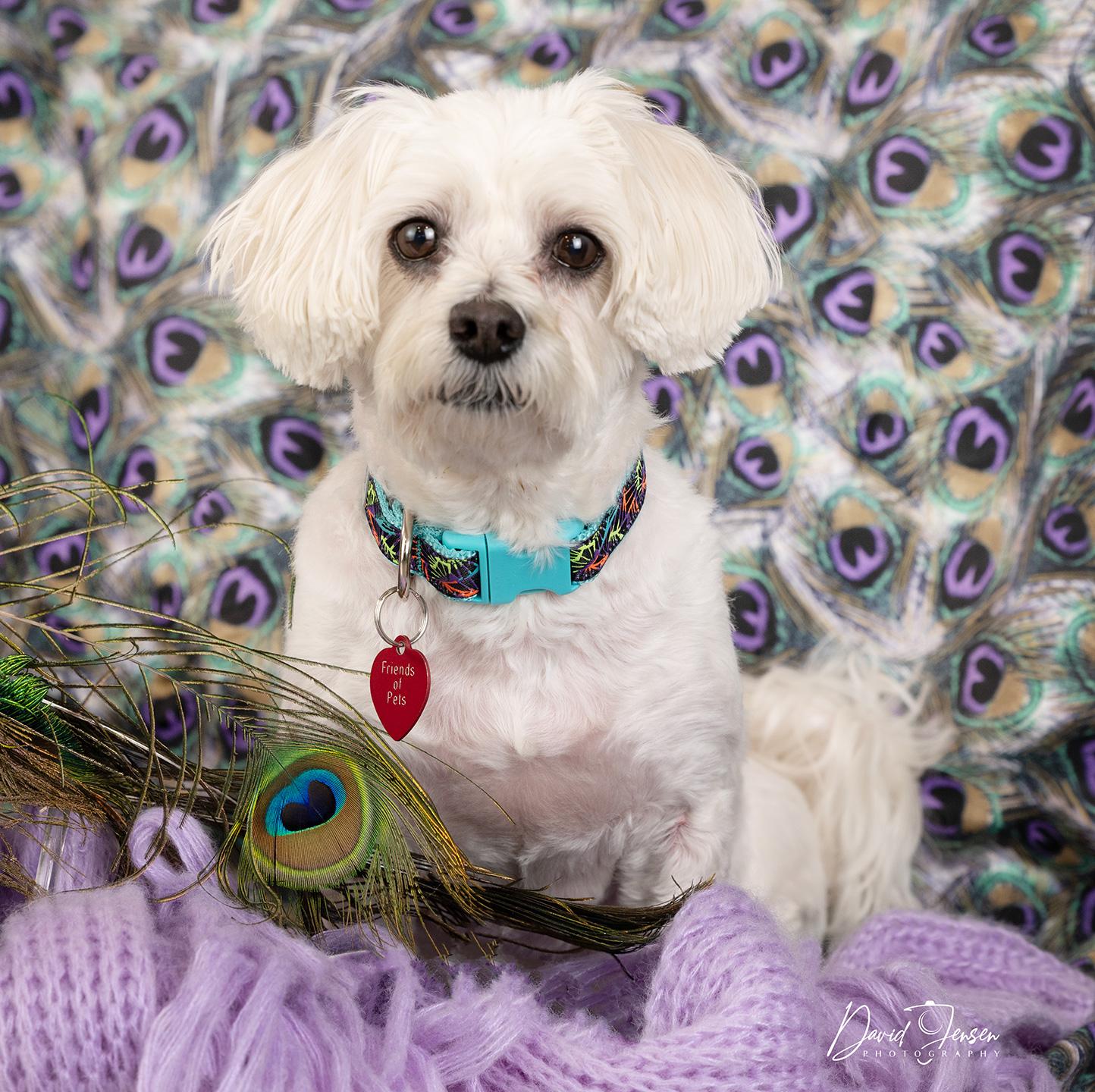 Coco, adopted, Senior Female Maltipoo.