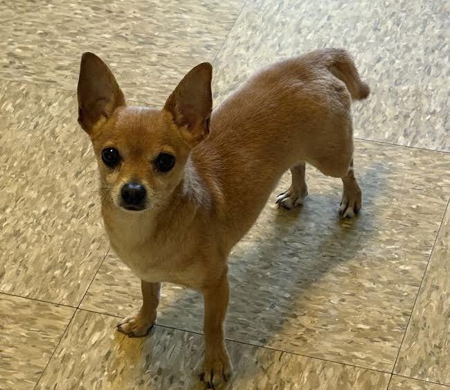 Enlarge Ryder, a Adopted Chihuahua in Sistersville, WV image 1/3