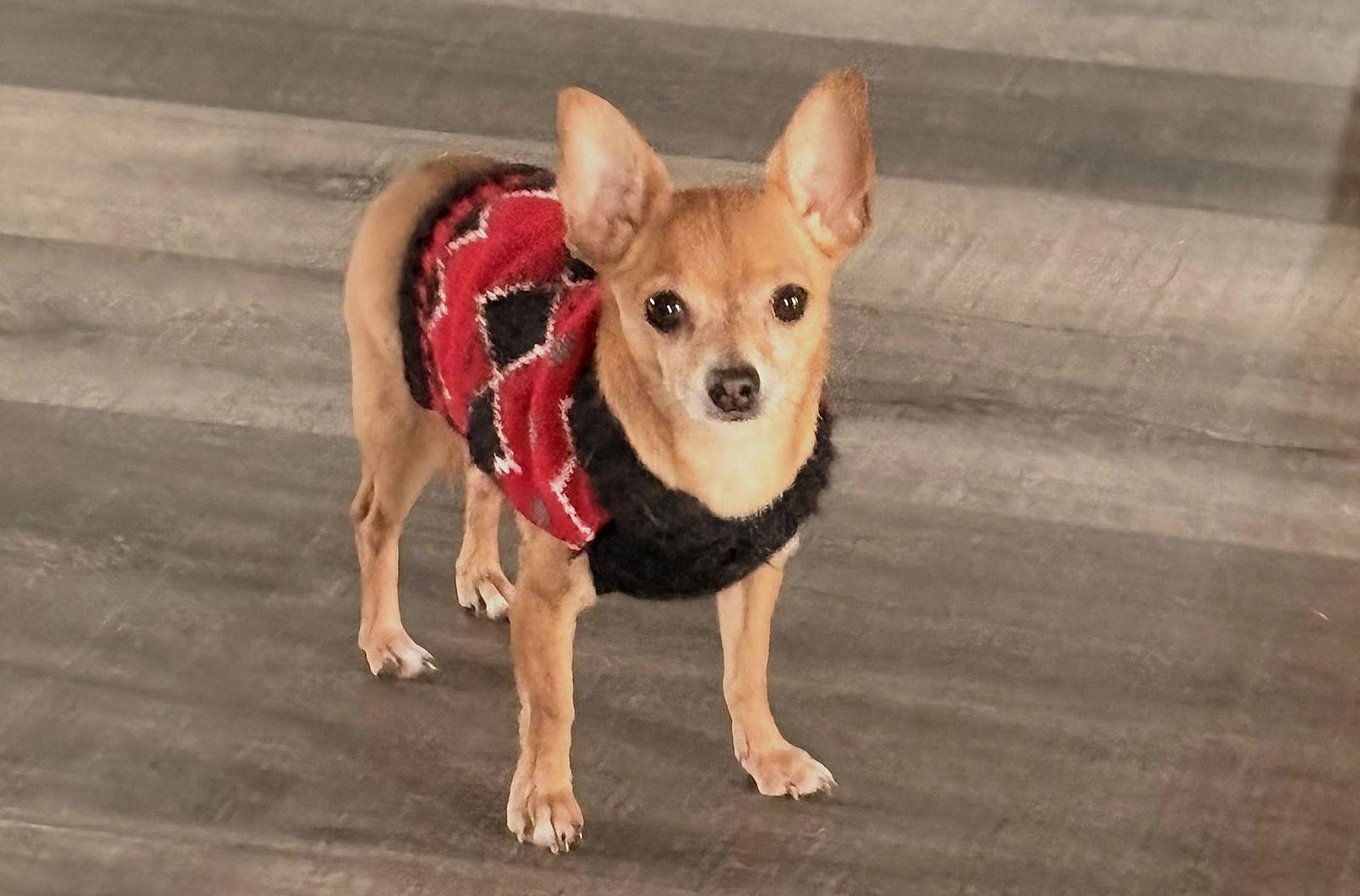 Enlarge Ryder, a Adopted Chihuahua in Sistersville, WV image 3/3