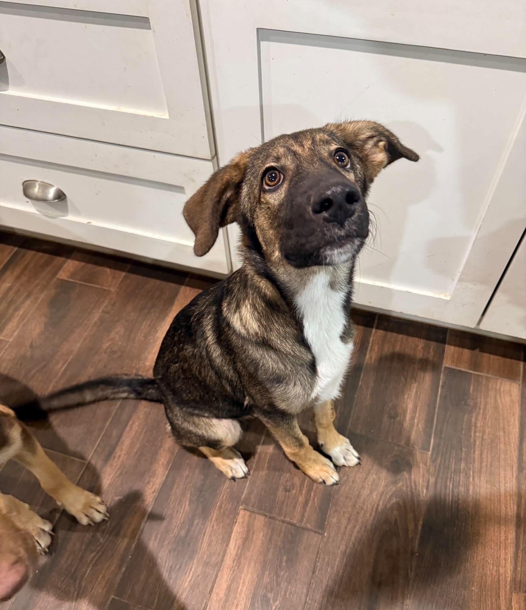 Enlarge Chester, a Adoptable mixed breed in Bozeman, MT image 5/6