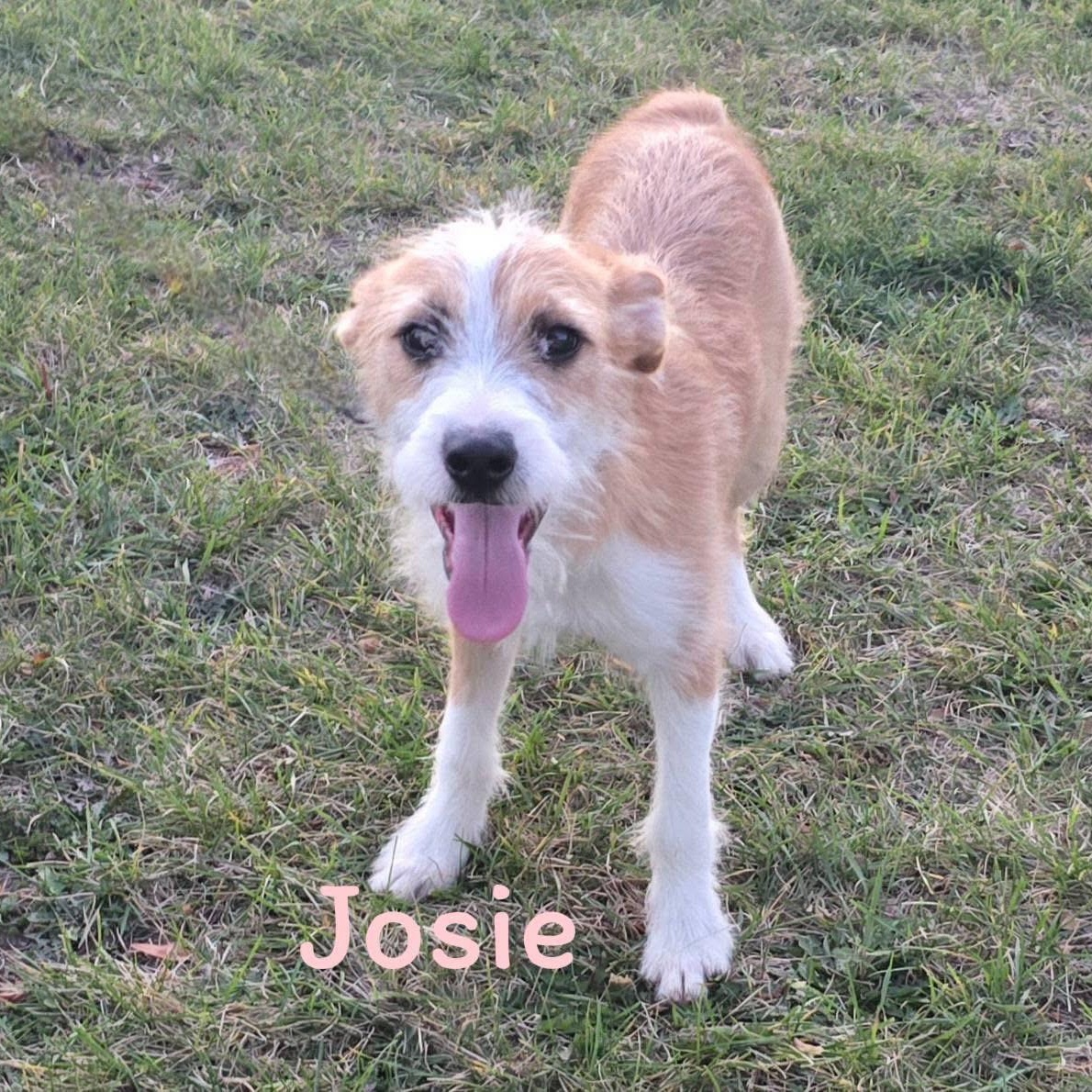 Josie, a Adoptable mixed breed in Joliet, IL image 5/5