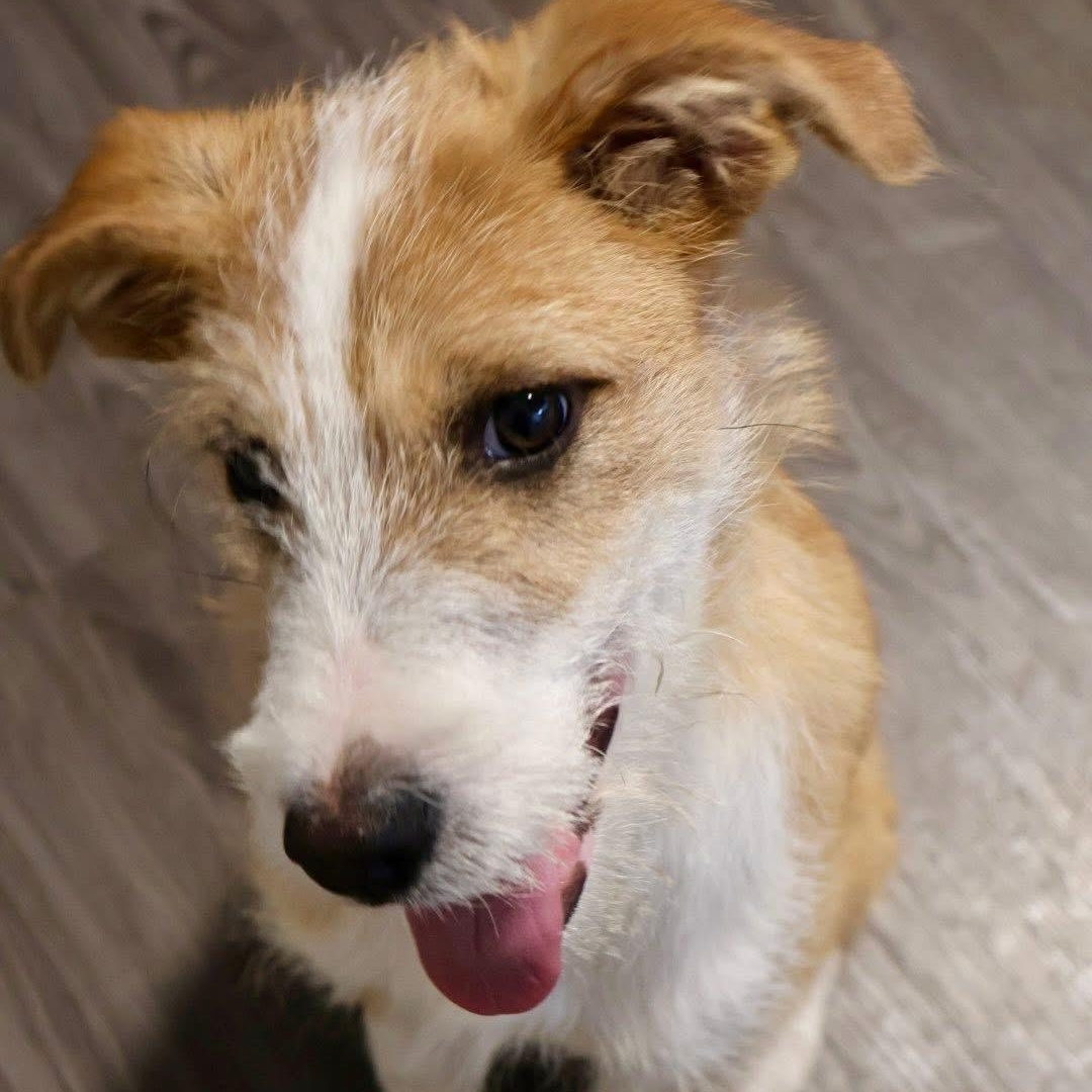 Josie, a Adoptable mixed breed in Joliet, IL image 2/5