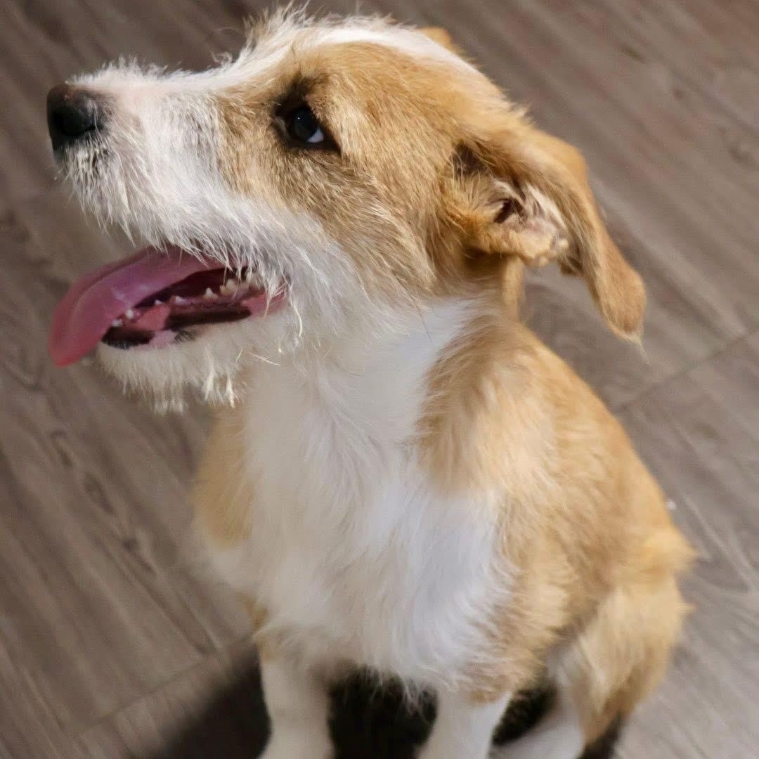 Josie, a Adoptable mixed breed in Joliet, IL image 4/5