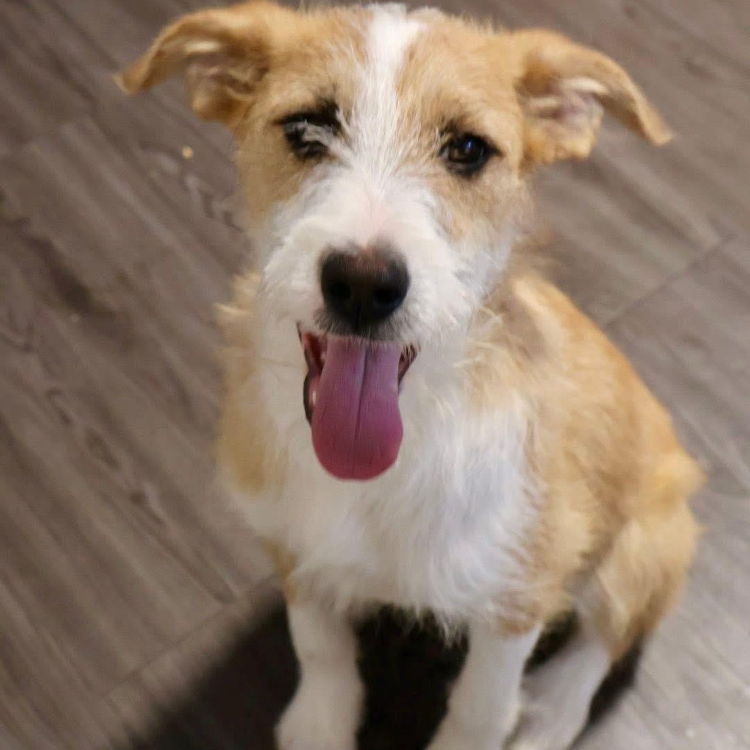 Josie, a Adoptable mixed breed in Joliet, IL image 3/5