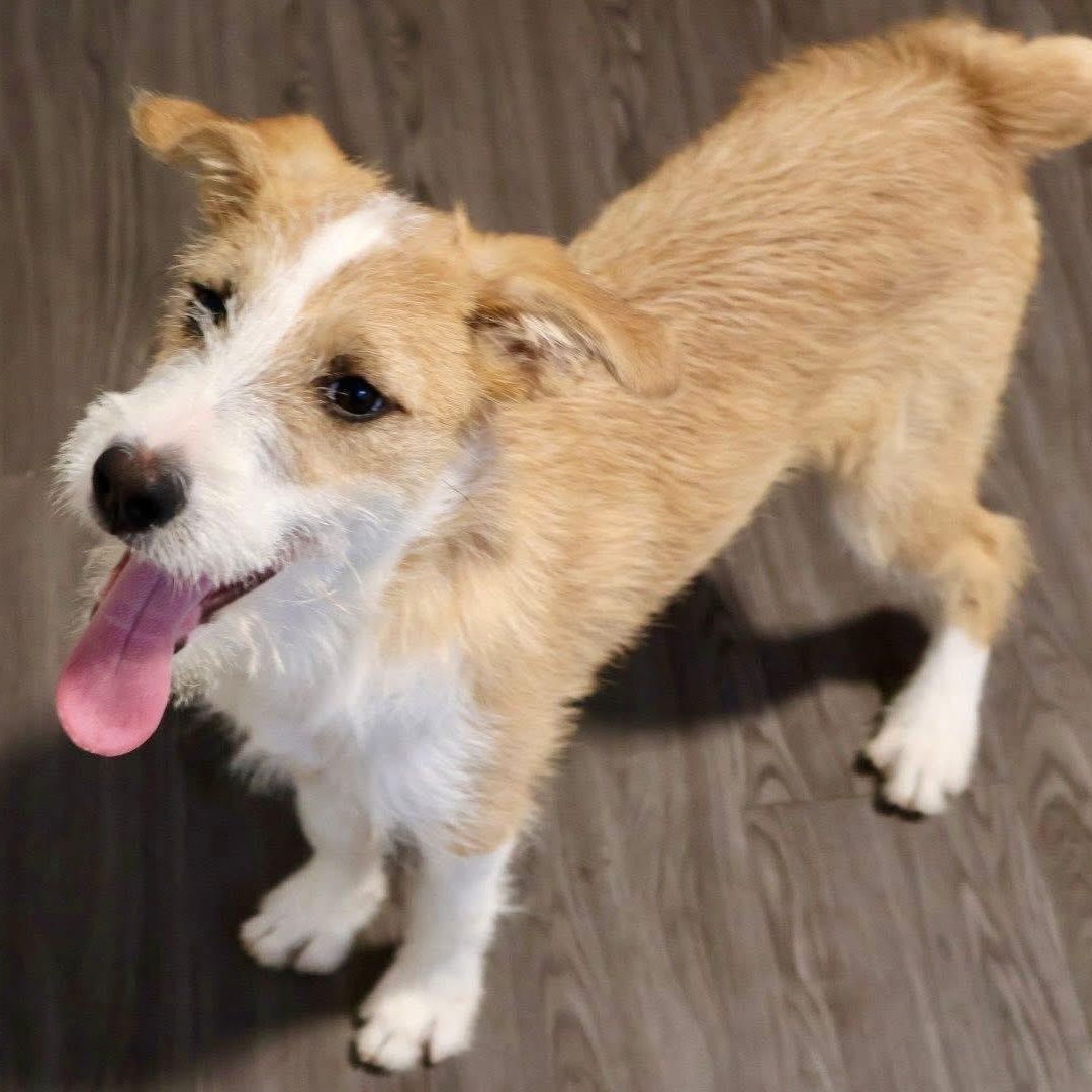 Josie, Adoptable, Puppy Female Mixed Breed.