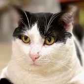 Ranger, a Adoptable Domestic Short Hair in Lakewood, OH image 1/3