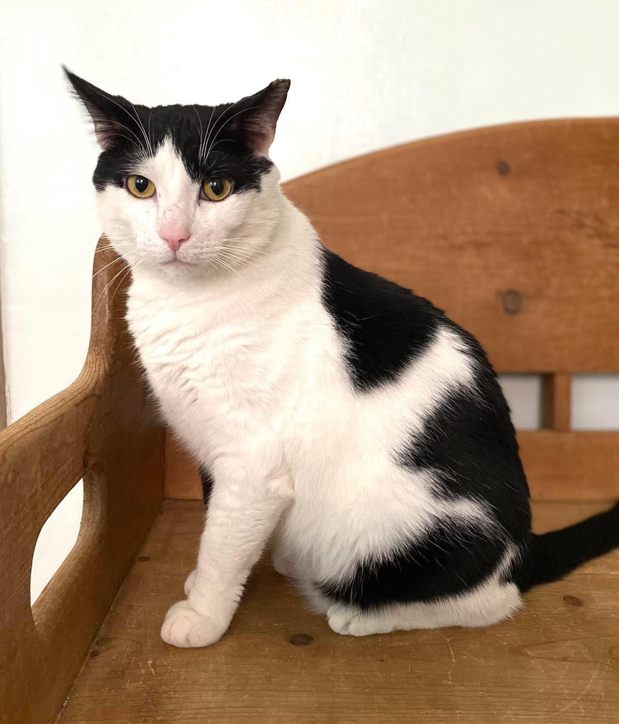 Ranger, Adoptable, Adult Male Domestic Short Hair.