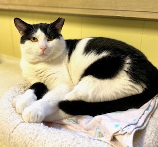 Ranger, a Adoptable Domestic Short Hair in Lakewood, OH image 2/3