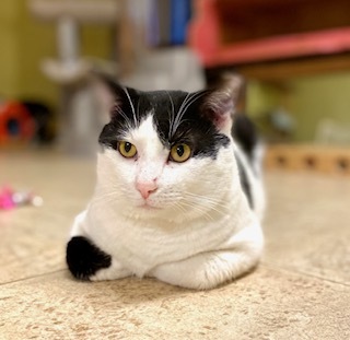 Ranger, a Adoptable Domestic Short Hair in Lakewood, OH image 3/3