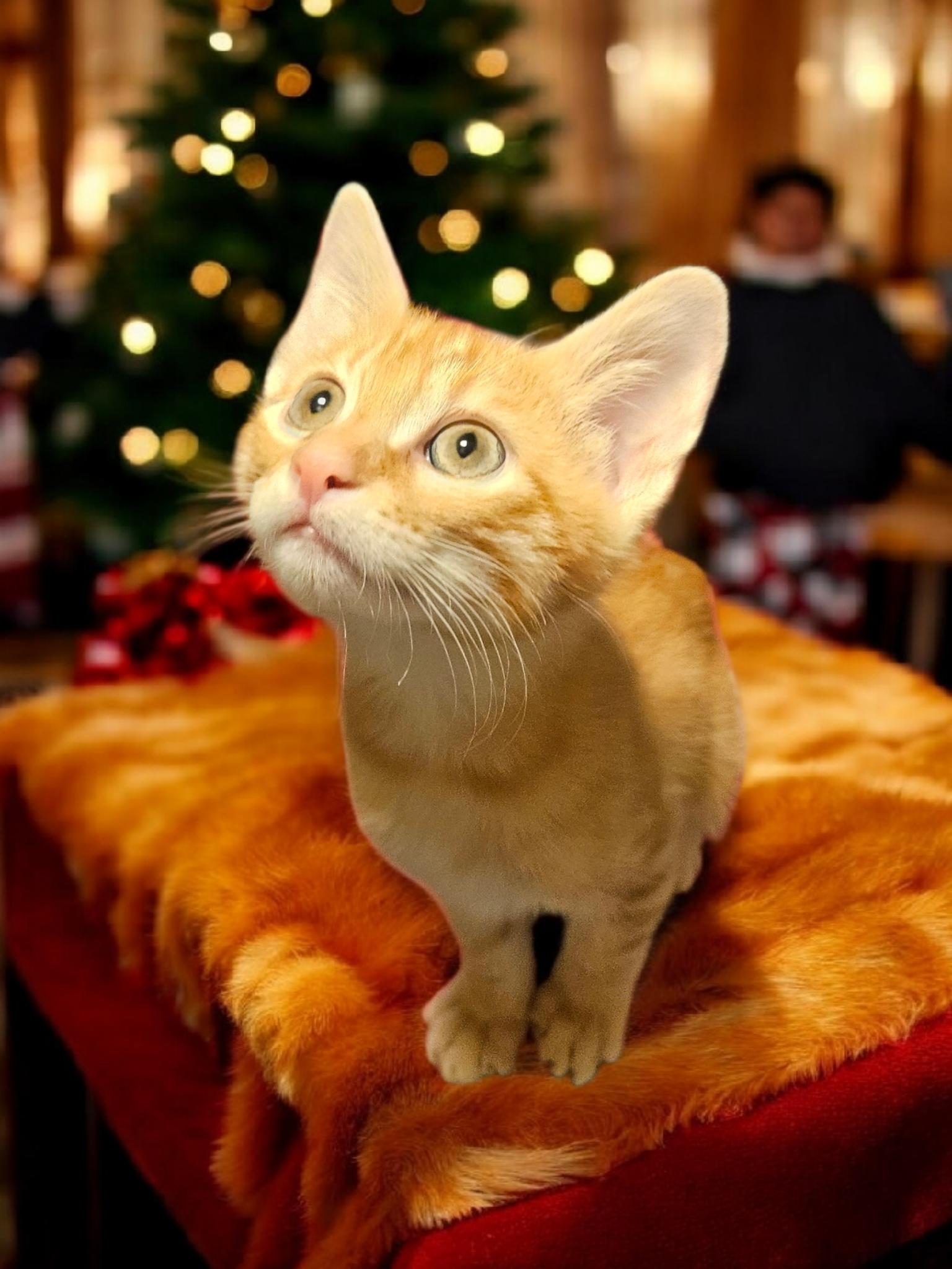 Tigger Spirit , Adoptable, Kitten Male Tabby.