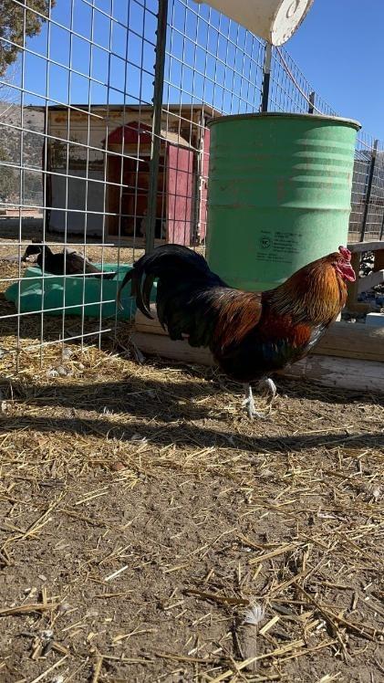 Marco, Adoptable, Adult Male Chicken.