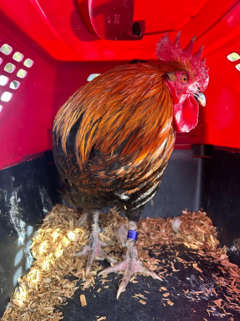 Enlarge Marco, a Adoptable Chicken in Eagle Mountain, UT image 2/3